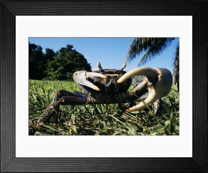 Framed Print : Blue Land Crab Florida, USA