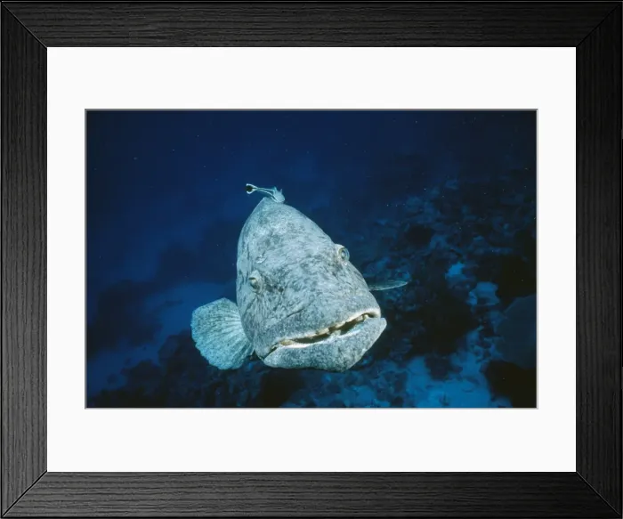 Framed Print : Potato Cod - front view with remora. Indian Ocean Framed Print : Potato Cod - front view with remora. Indian Ocean