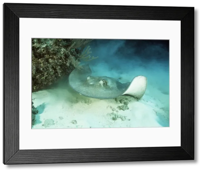 Framed Print : Southern Stingray Framed Print : Southern Stingray
