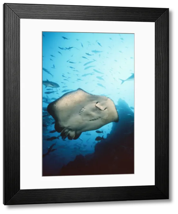 Framed Print : Marble Ray Cocos Island, Costa Rica Framed Print : Marble Ray Cocos Island, Costa Rica