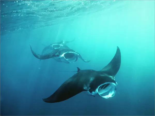 Manta Ray - group or squadron feeding with mouth open, on plankton along current line. Marquesas Islands, French Polynesia