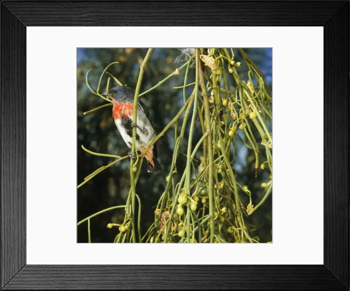 Framed Print : Mistletoebird Framed Print : Mistletoebird