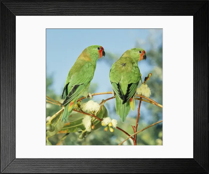 Framed Print : Little Lorikeet Distribution: East & South East Australia Framed Print : Little Lorikeet Distribution: East & South East Australia