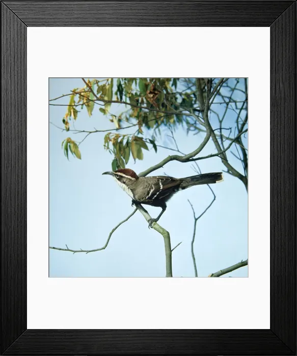 Framed Print : Chestnut-crowned Babbler Framed Print : Chestnut-crowned Babbler