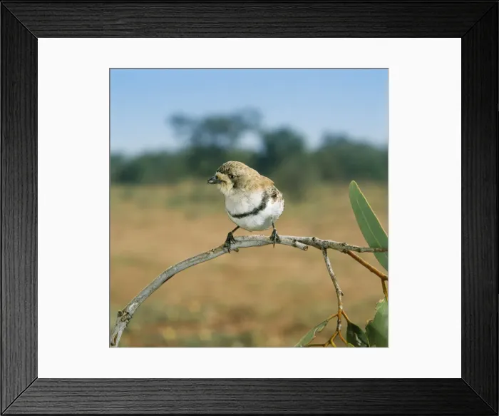 Framed Print : Banded Whiteface Framed Print : Banded Whiteface