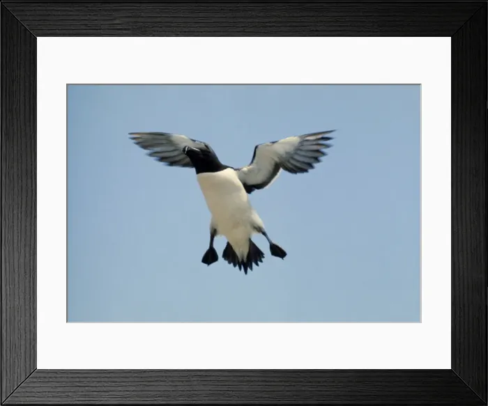 Framed Print : Razorbill In flight Framed Print : Razorbill In flight
