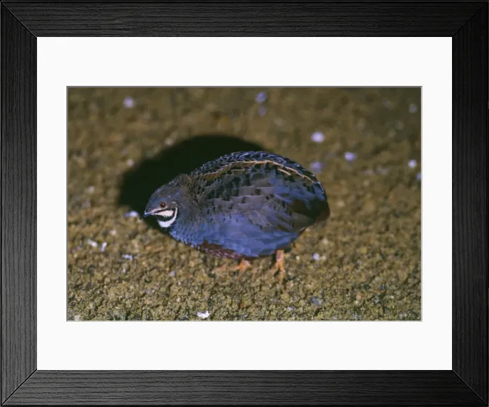 Framed Print : Chinese Francolin / Painted Quail Framed Print : Chinese Francolin / Painted Quail