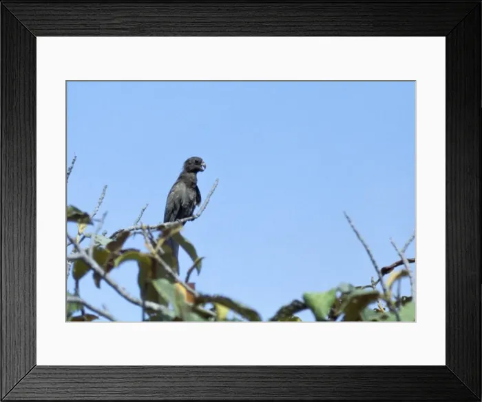 Framed Print : Black Parrot / Lesser Vasa Parrot - rare Vallee De Mai Praslin Island, Seychelles, Indian Ocean Framed Print : Black Parrot / Lesser Vasa Parrot - rare Vallee De Mai Praslin Island, Seychelles, Indian Ocean