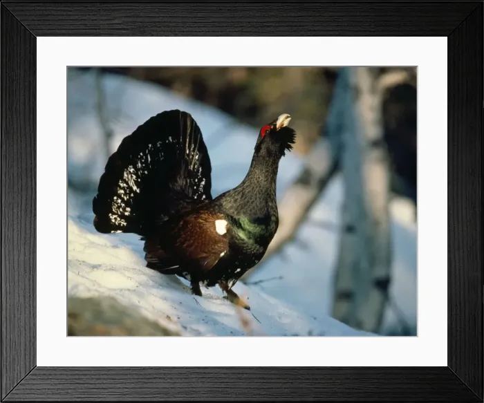 Framed Print : Capercaillie - calling Framed Print : Capercaillie - calling