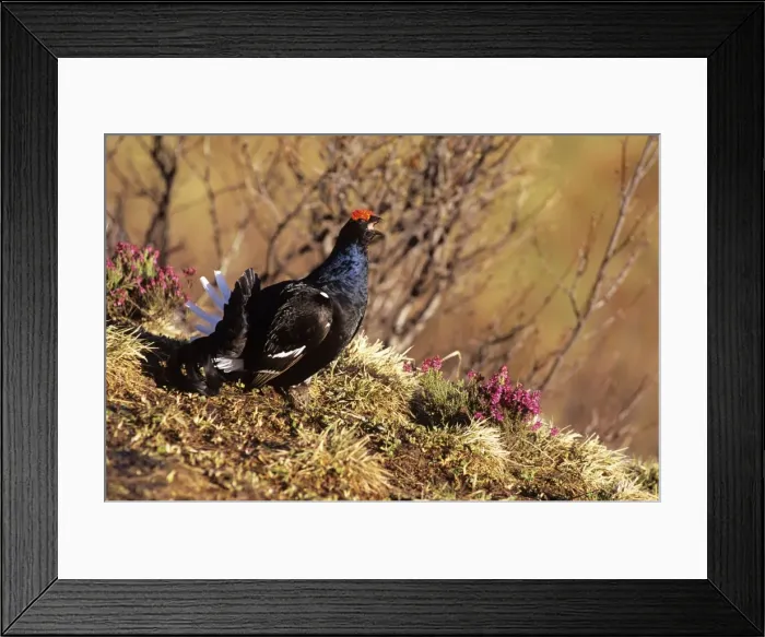 Framed Print : Black Grouse - male in heather Swiss Alps Framed Print : Black Grouse - male in heather Swiss Alps