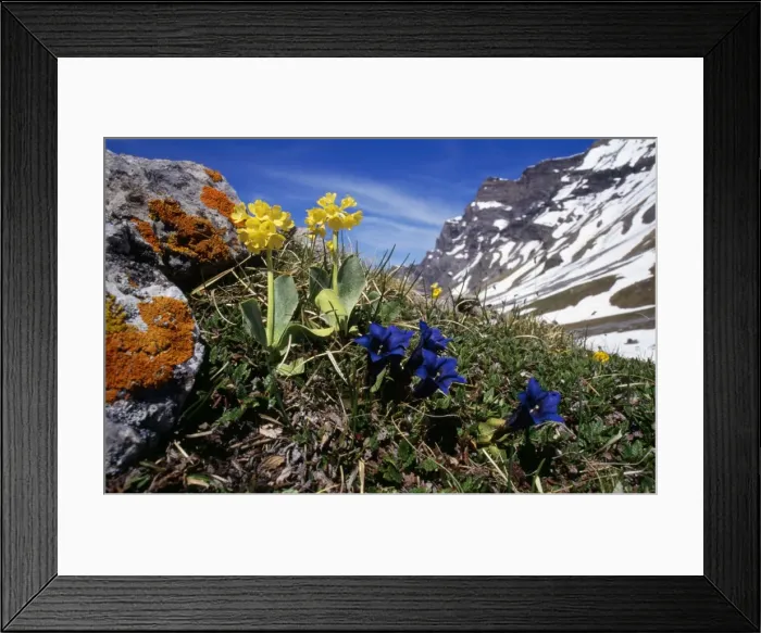 Framed Print : Primula auricula - & Gentiana kochiana Swiss Alps Framed Print : Primula auricula - & Gentiana kochiana Swiss Alps