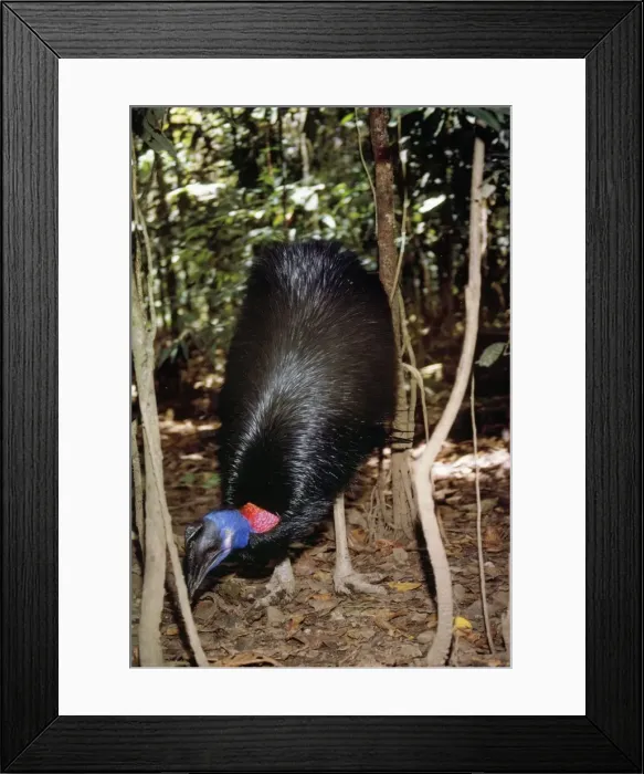 Framed Print : Dwarf Cassowary - searching forest floor Framed Print : Dwarf Cassowary - searching forest floor