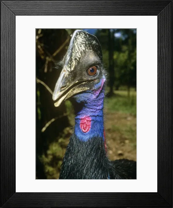 Framed Print : Dwarf Cassowary Framed Print : Dwarf Cassowary