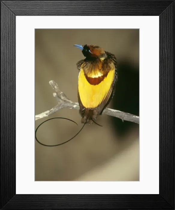 Framed Print : Magnificent Bird of Paradise Framed Print : Magnificent Bird of Paradise