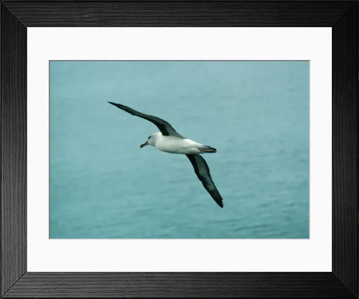 Framed Print : Grey-headed Albatross In flight. Elsehul, South Georgia Framed Print : Grey-headed Albatross In flight. Elsehul, South Georgia