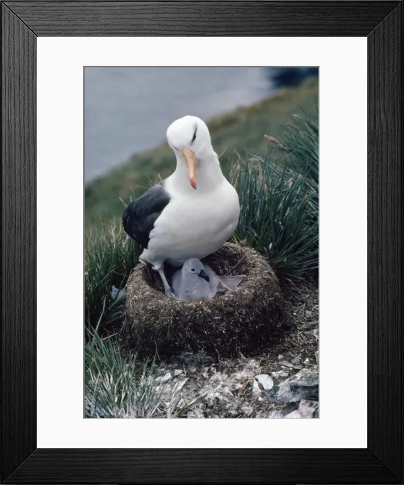Framed Print : Black-browed Albatross - on nest with chick Elsehul, South Georgia, Antarctica Framed Print : Black-browed Albatross - on nest with chick Elsehul, South Georgia, Antarctica
