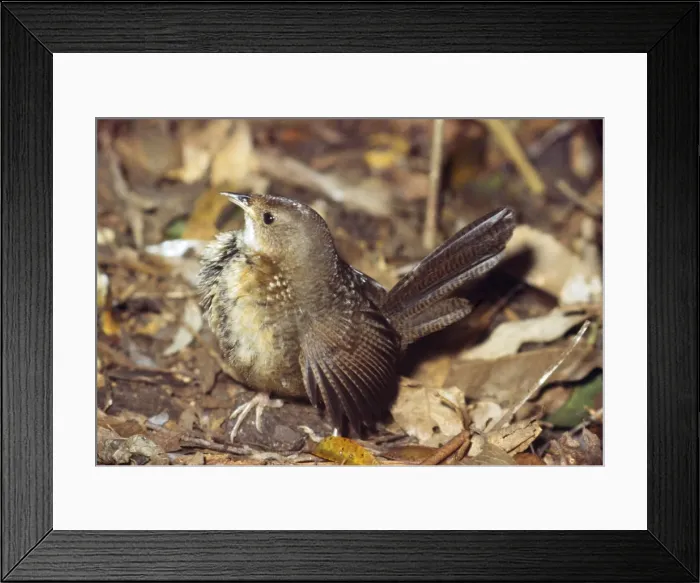 Framed Print : Rufous Scrub Bird Framed Print : Rufous Scrub Bird