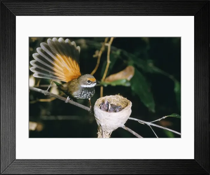 Framed Print : Fantail Rufous - with newborn in nest Framed Print : Fantail Rufous - with newborn in nest