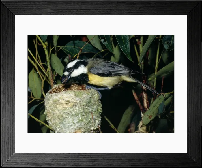 Framed Print : Eastern Shrike-Tit  /  Crested Shrike Tit - Female at nest with food in mouth - Australia
