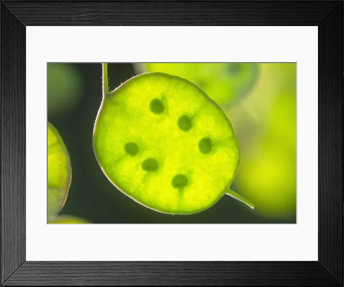 Framed Print : Honesty Seed pods Norfolk UK Framed Print : Honesty Seed pods Norfolk UK