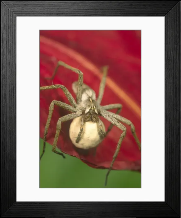 Framed Print : Pisaura Spider - Carrying Egg Sac Norfolk UK Framed Print : Pisaura Spider - Carrying Egg Sac Norfolk UK