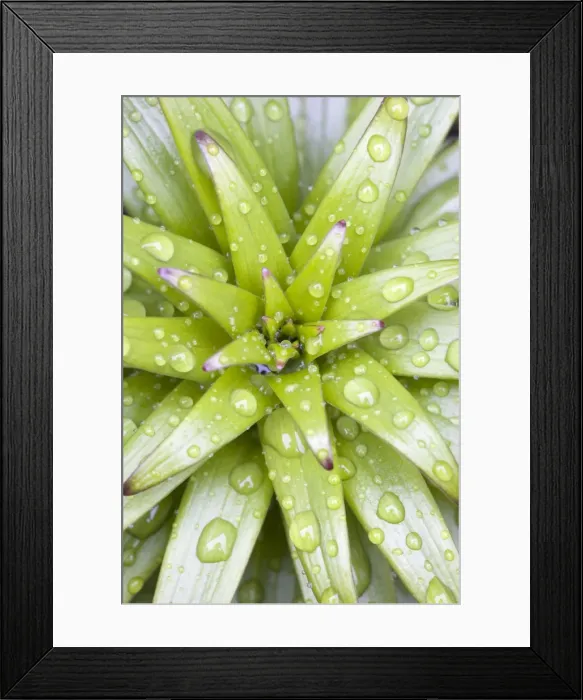 Framed Print : Lily Leaves - Emerging leaves with rain drops Norfolk UK Framed Print : Lily Leaves - Emerging leaves with rain drops Norfolk UK
