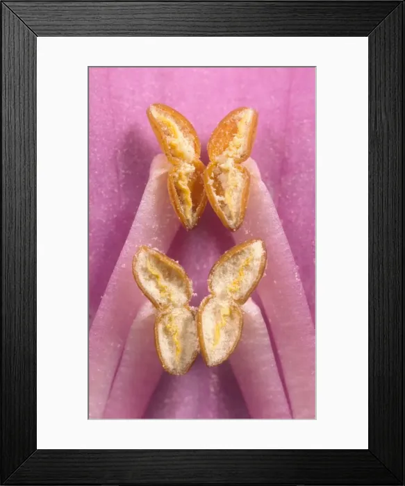 Framed Print : Foxglove Anthers opened showing Pollen Framed Print : Foxglove Anthers opened showing Pollen