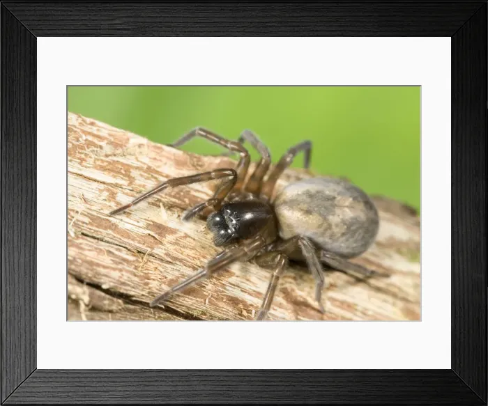 Framed Print : Spider - climbing piece of bark Norfolk UK Framed Print : Spider - climbing piece of bark Norfolk UK