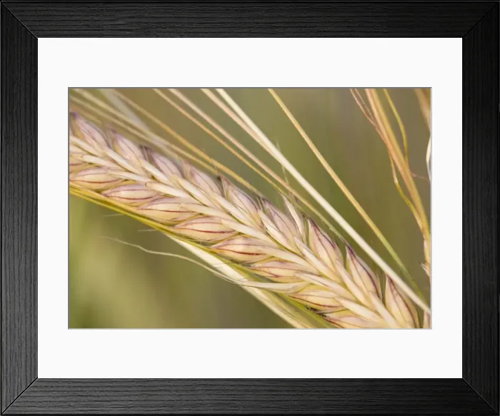 Framed Print : Barley - ripening seeds Norfolk UK Framed Print : Barley - ripening seeds Norfolk UK