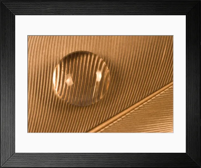 Framed Print : Water Droplet on Feather Framed Print : Water Droplet on Feather