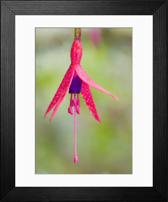 Framed Print : Fuschia Flower Norfolk UK Framed Print : Fuschia Flower Norfolk UK