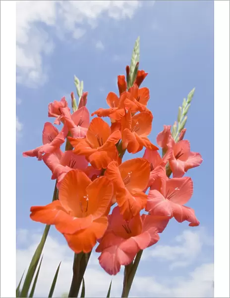 Gladioli Flowers - Red against blue sky Norfolk UK