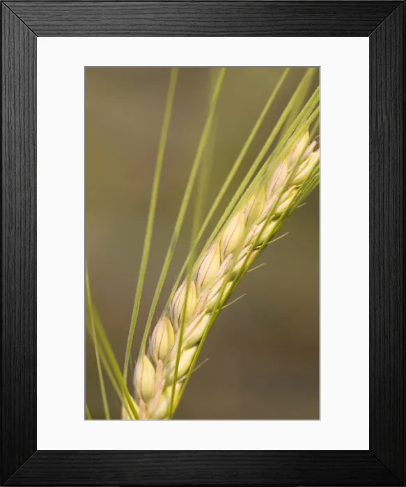 Framed Print : Ear of Barley Framed Print : Ear of Barley