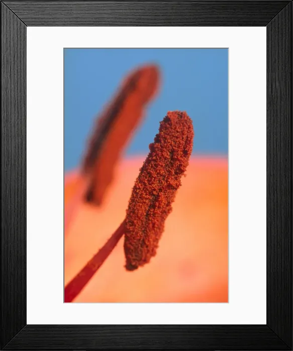 Framed Print : Lily Anthers Showing Pollen Framed Print : Lily Anthers Showing Pollen