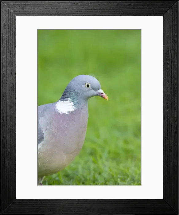 Framed Print : Wood Pigeon Framed Print : Wood Pigeon
