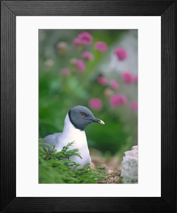 Framed Print : Sabine's Gull Controlled Framed Print : Sabine's Gull Controlled