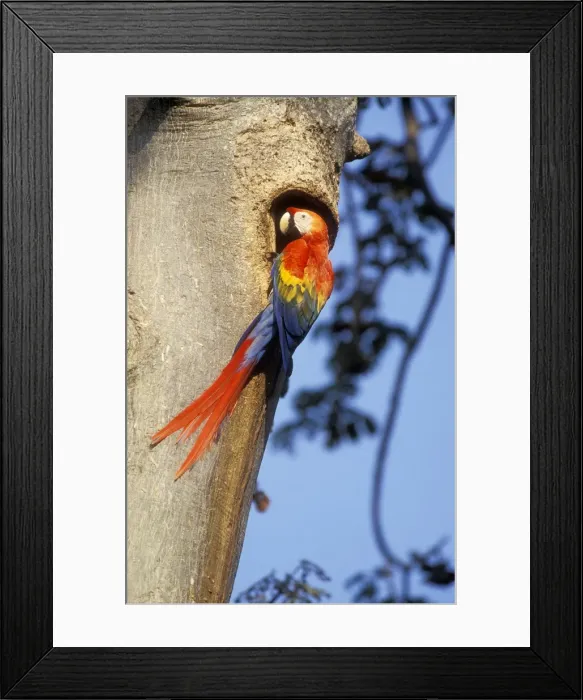 Framed Print : Scarlet Macaw At nest. Venezuela Framed Print : Scarlet Macaw At nest. Venezuela