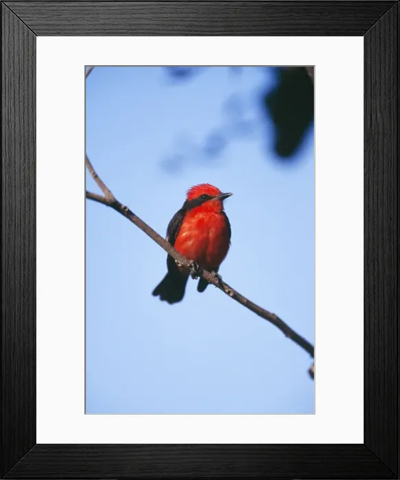 Framed Print : Vermilion Flycatcher Tropical Central & South America Framed Print : Vermilion Flycatcher Tropical Central & South America