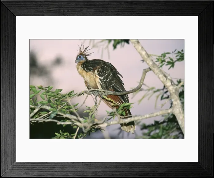 Framed Print : Hoatzin Amazon & Orinoco Basin, South America Framed Print : Hoatzin Amazon & Orinoco Basin, South America