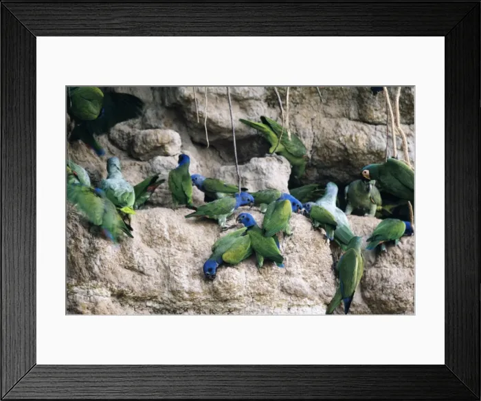Framed Print : Blue-haeded Parrot - at a clay lick. Manu National Park, Peru Framed Print : Blue-haeded Parrot - at a clay lick. Manu National Park, Peru