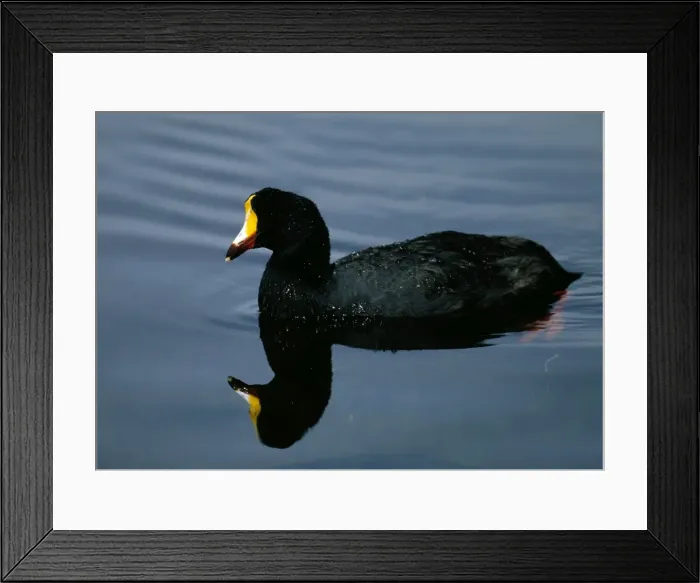 Framed Print : Giant Coot - Swimming on water. Altiplano lakes, SW Bolivia, North Chile, South Peru Framed Print : Giant Coot - Swimming on water. Altiplano lakes, SW Bolivia, North Chile, South Peru