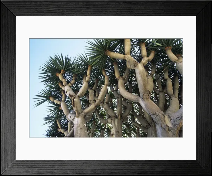 Framed Print : Dragon Tree - origin Madeira Framed Print : Dragon Tree - origin Madeira