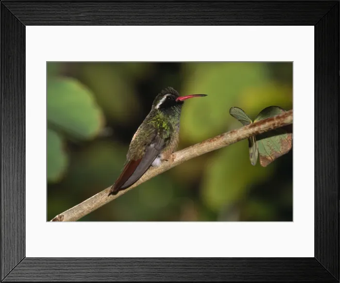 Framed Print : Xantus Hummingbird - endemic South Baja, California, Mexico Framed Print : Xantus Hummingbird - endemic South Baja, California, Mexico