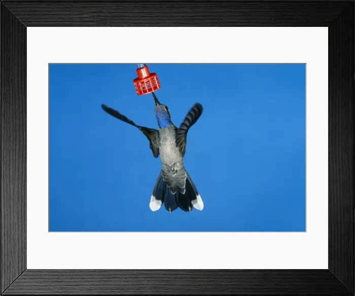 Framed Print : Blue-throated Hummingbird - male Framed Print : Blue-throated Hummingbird - male
