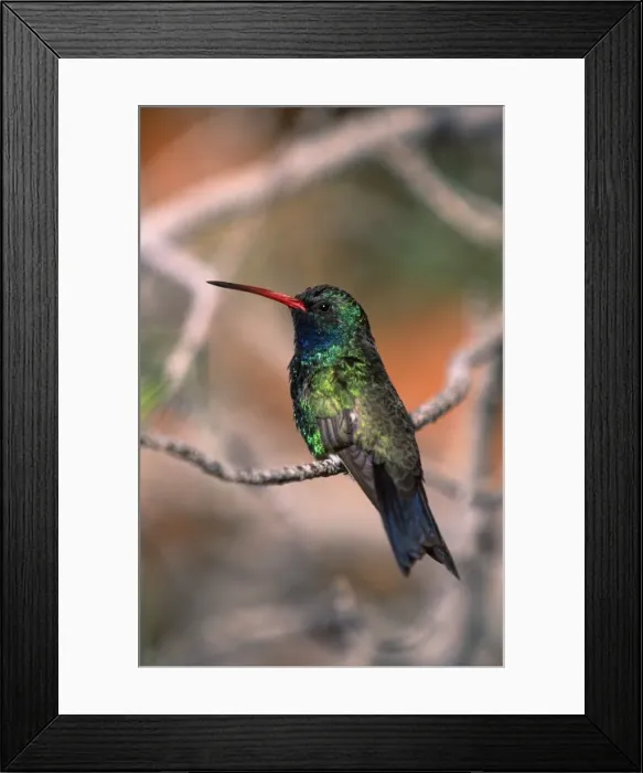 Framed Print : Broad-billed Hummingbird Framed Print : Broad-billed Hummingbird