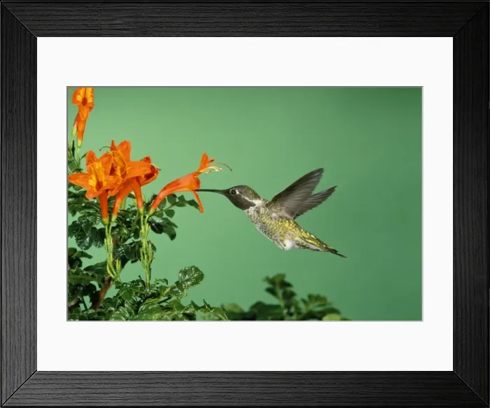 Framed Print : Anna's Hummingbird California coast; Mexico Framed Print : Anna's Hummingbird California coast; Mexico