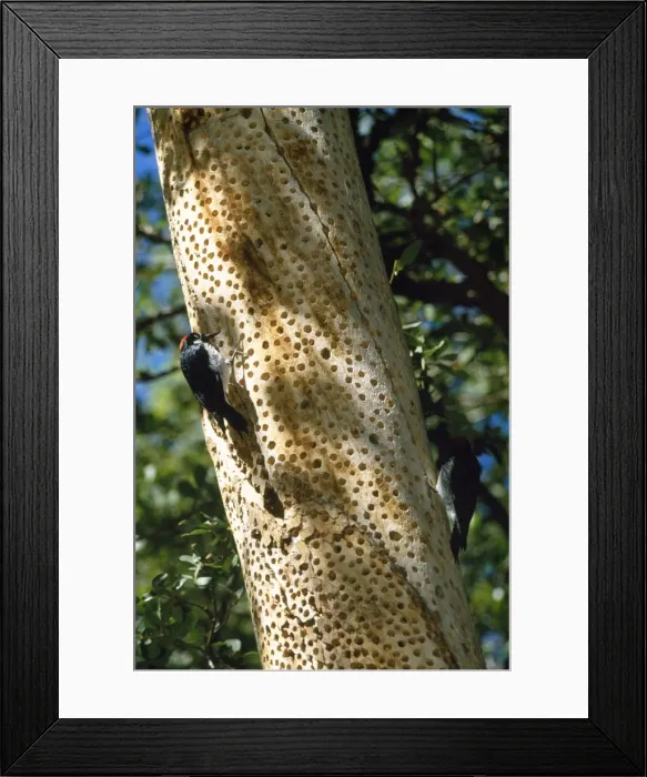Framed Print : Acorn Woodpecker Framed Print : Acorn Woodpecker