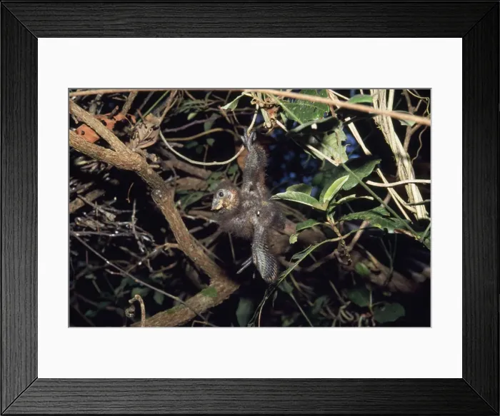 Framed Print : Hoatzin - chick hanging from branch, wing hook visible Framed Print : Hoatzin - chick hanging from branch, wing hook visible