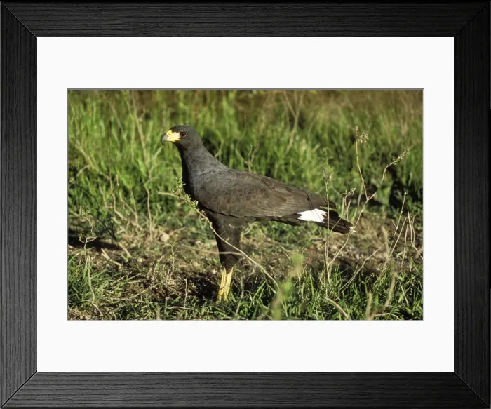 Framed Print : Great Black Hawk Distribution: Mexico, Panama, N. & C. America, Trinidad Framed Print : Great Black Hawk Distribution: Mexico, Panama, N. & C. America, Trinidad