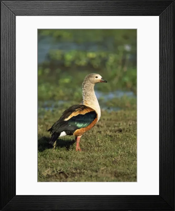 Framed Print : Orinoco Goose Amazon, Orinoco Basin, South America